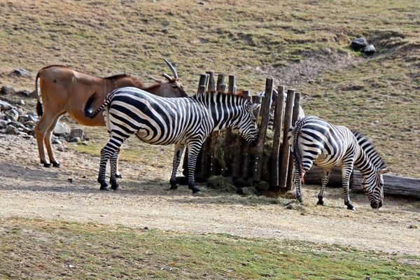 Tiere an der Futterstelle