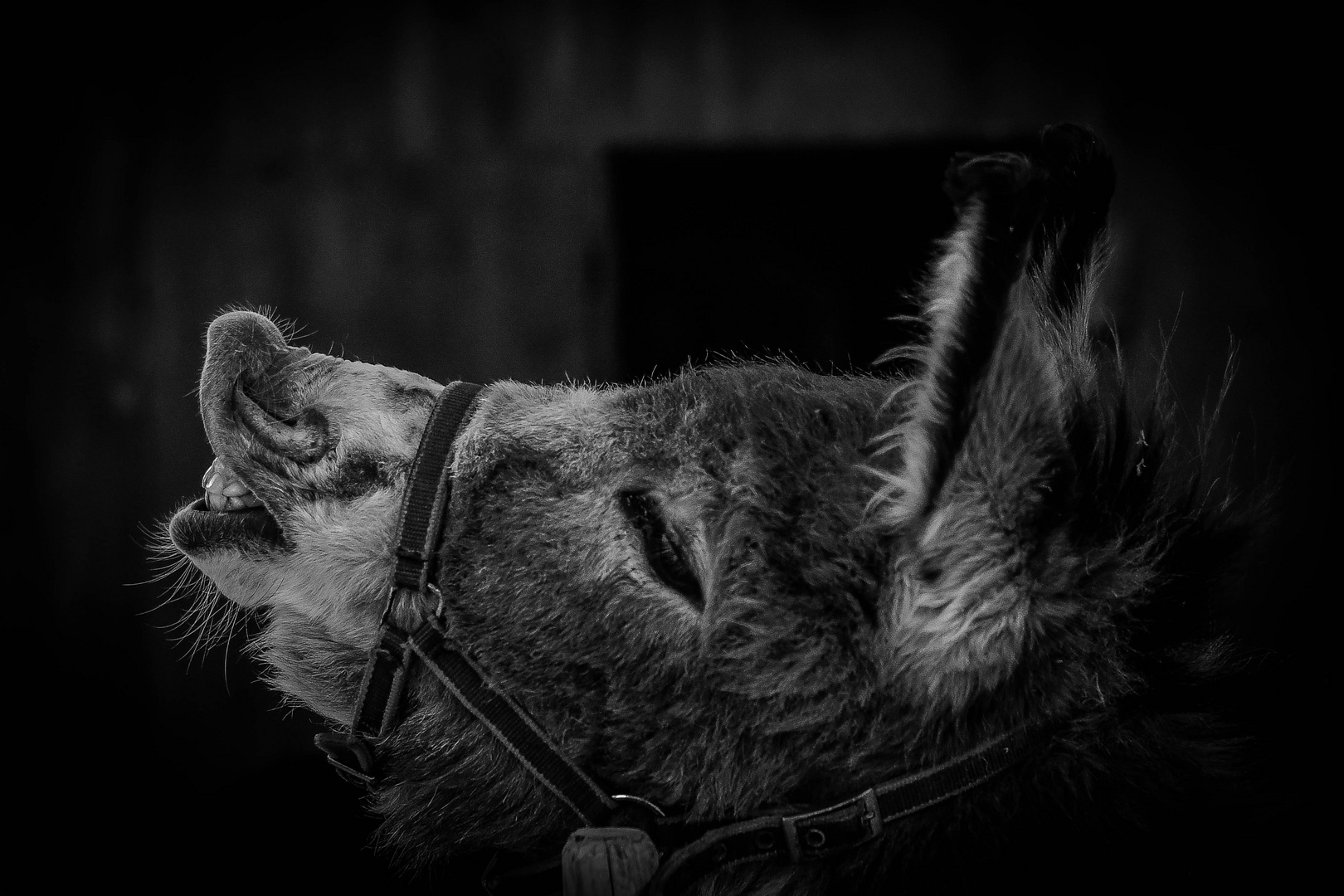 Tiere auf dem Bauernhof