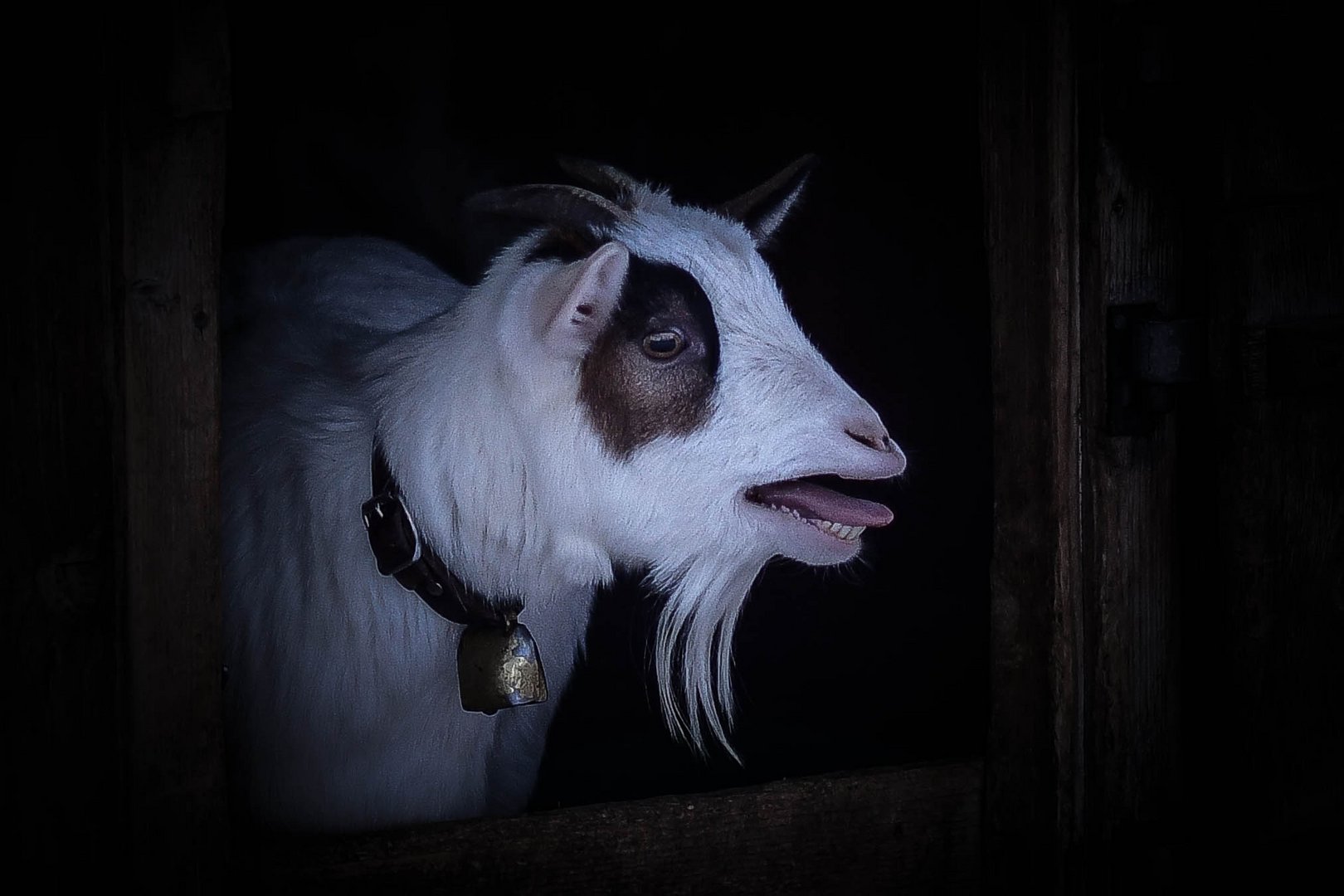 Tiere auf dem Bauernhof