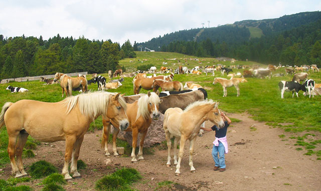 Tiere auf der Alm