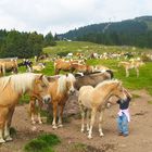 Tiere auf der Alm