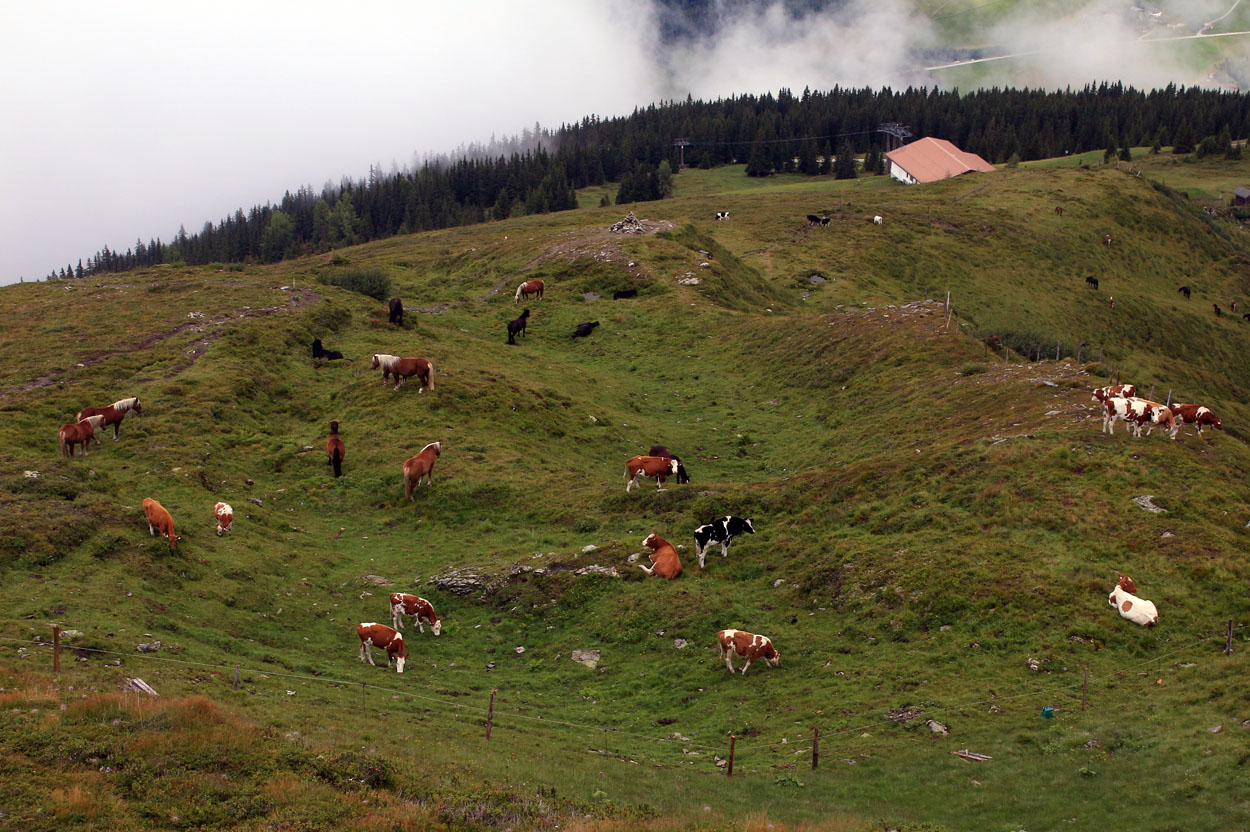 Tiere auf der Alm