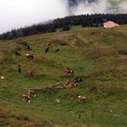 Tiere auf der Alm