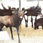 Tiere auf der BUGA in Mannheim