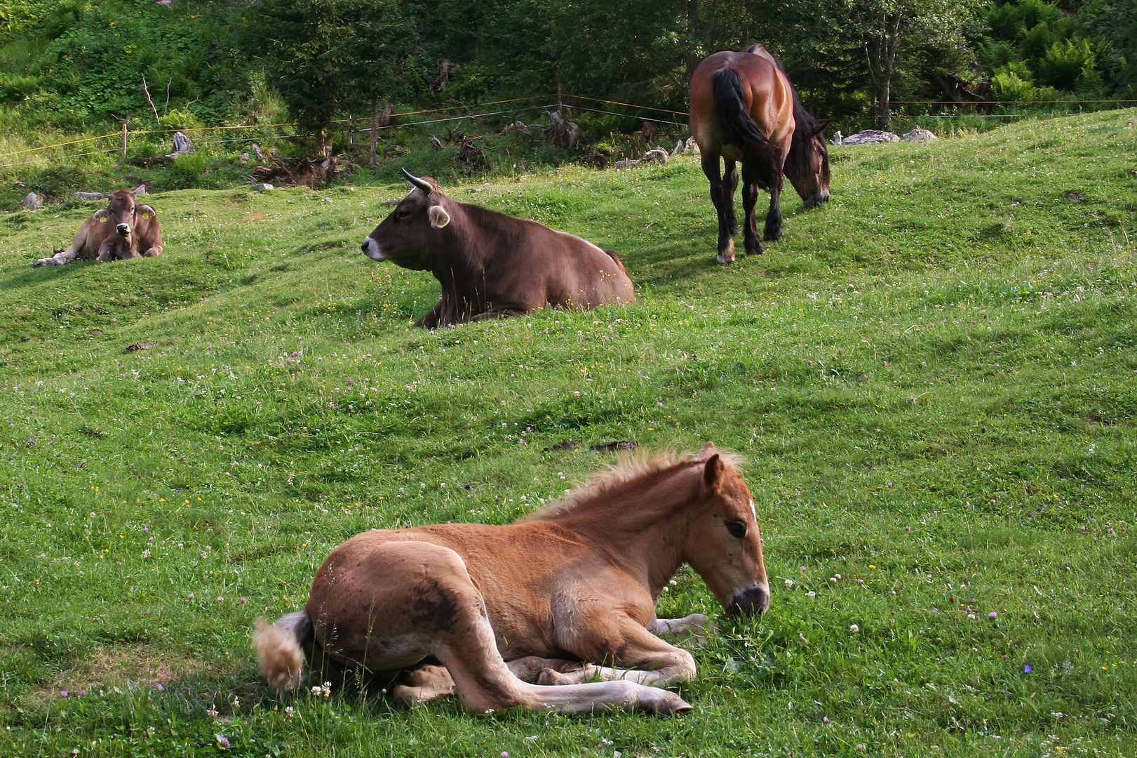 Tiere auf der Lotteralm (IMG_7800_ji)