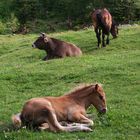 Tiere auf der Lotteralm (IMG_7800_ji)