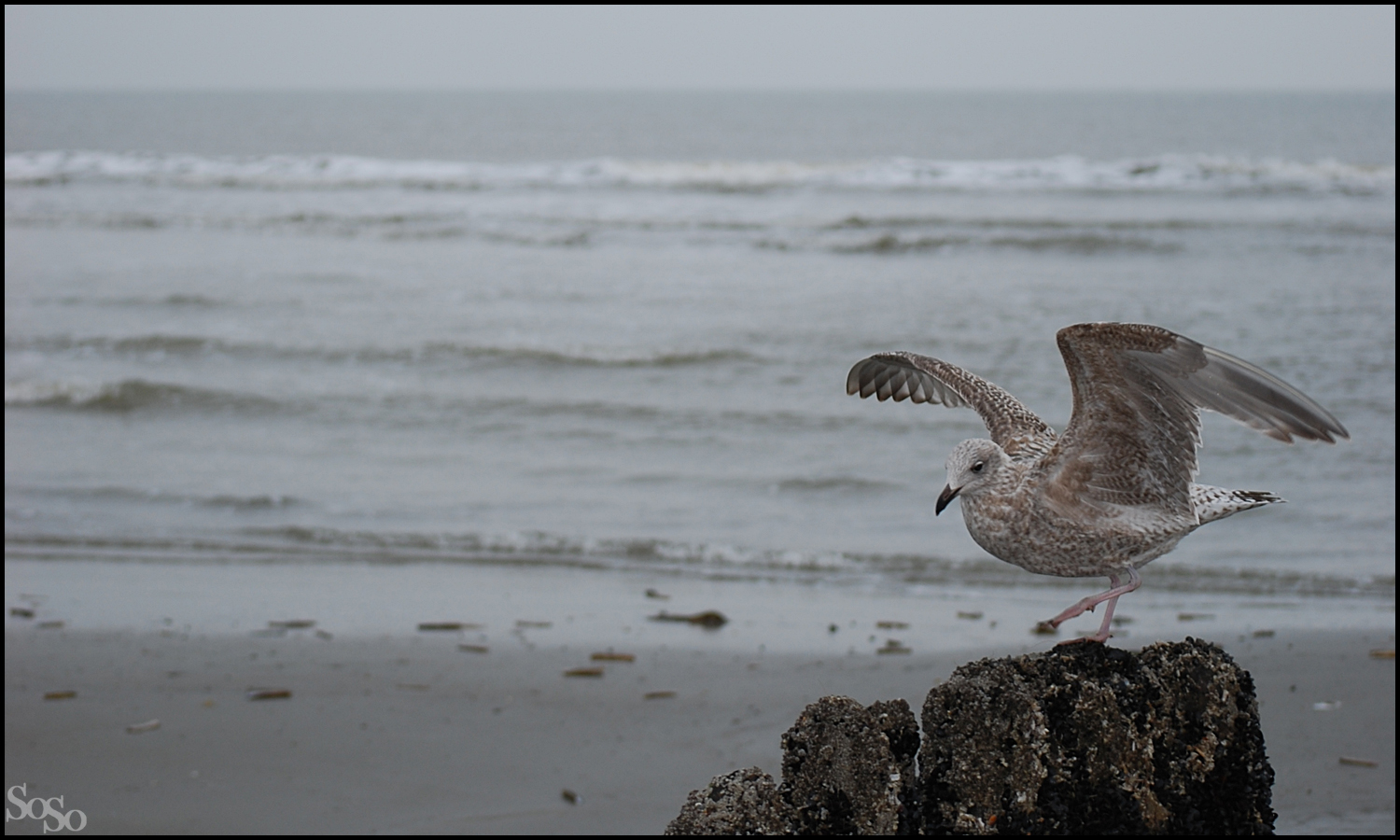 Tiere auf der Norderney