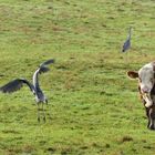 Tiere auf der Novemberweide