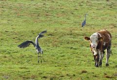 Tiere auf der Novemberweide