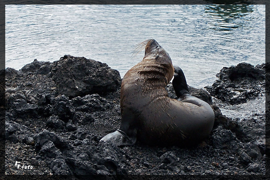 Tiere auf Galapagos