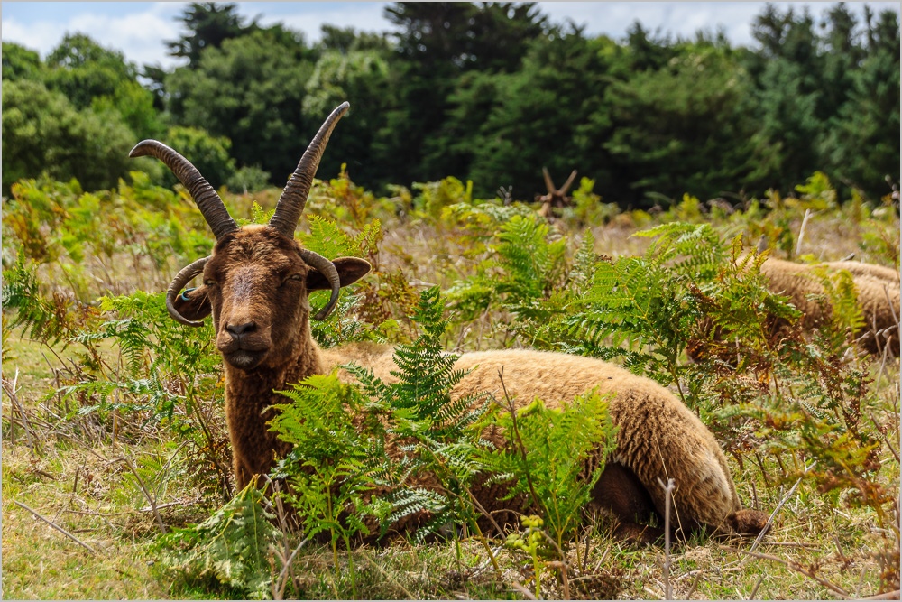 Tiere auf Jersey (1)