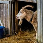 Tiere auf Sylt, eine Liebhaberei.            DSC_776