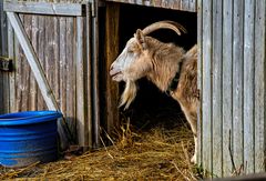 Tiere auf Sylt, eine Liebhaberei.            DSC_776