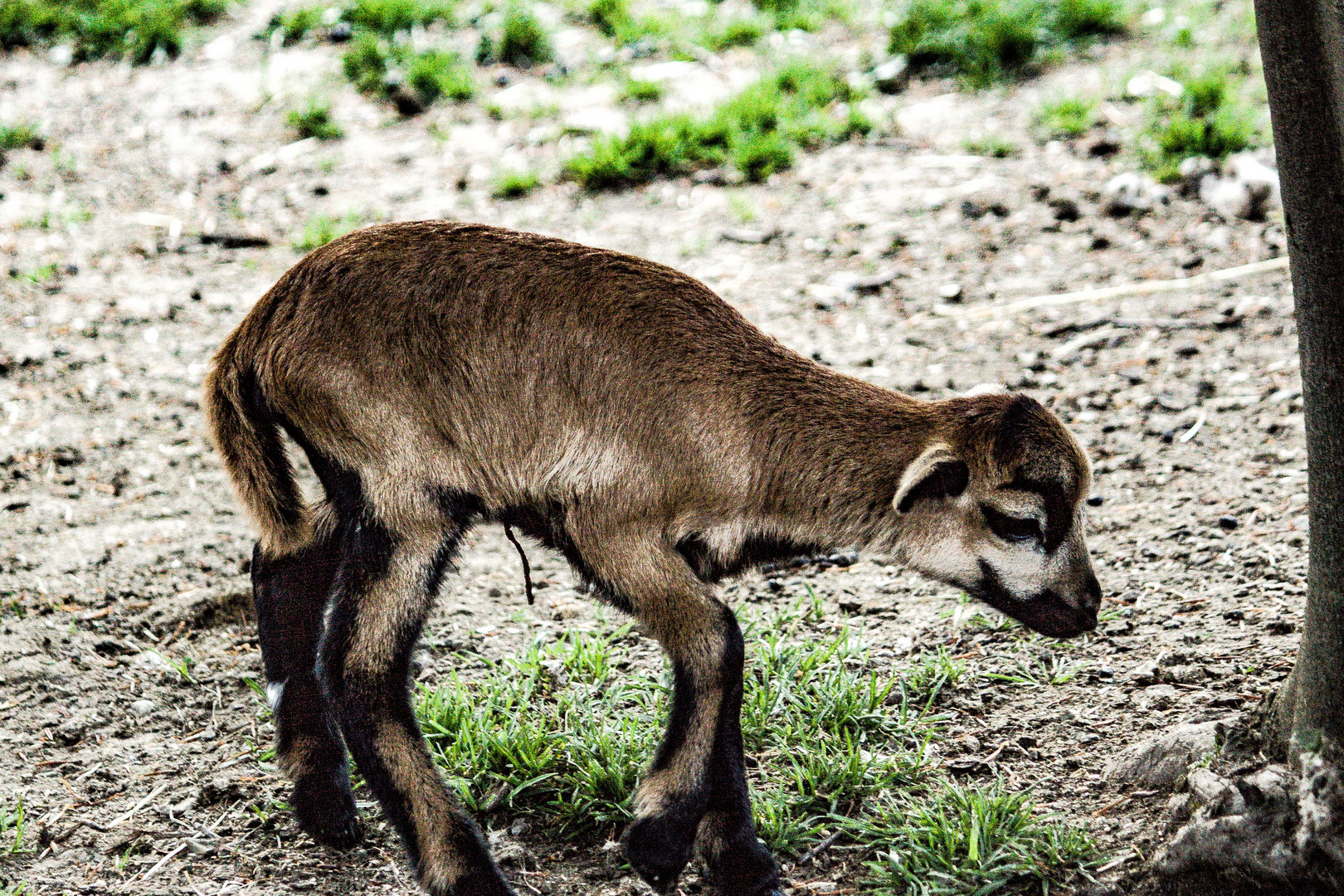 Tiere aus Dem Wildpark Poing MUC