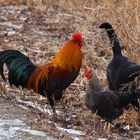 Tiere beim Einsiedlerhaus