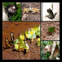 Tiere Brasiliens