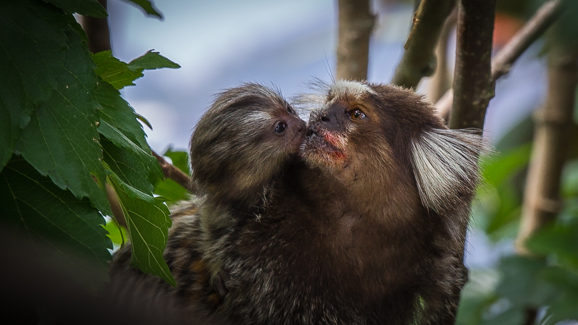 Tiere Brasiliens