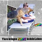 Tiere bringen Farbe in dein Leben