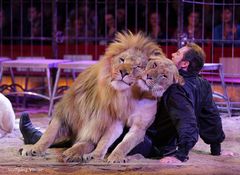 Tiere-Ciricus Krone Raubtierschau   I 