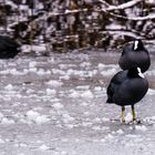 Tiere denken nicht drüber nach,