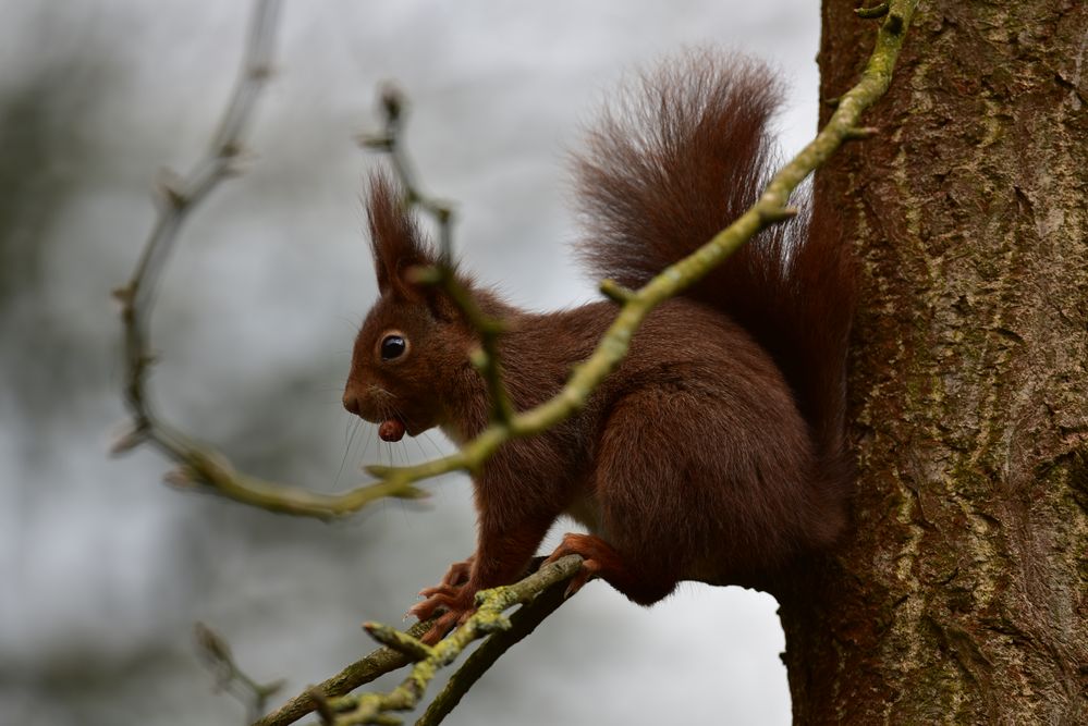 Tiere der Heimat                 .DSC_4618