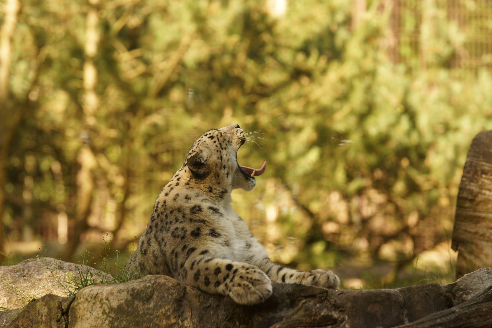 Tiere der Lüneburger Heide 1