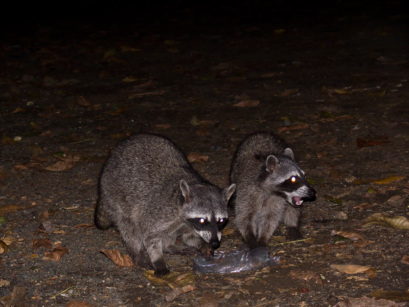 Tiere der Nacht I