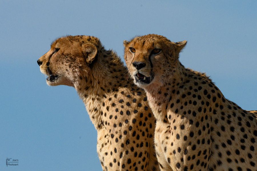 Tiere der Serengeti VI