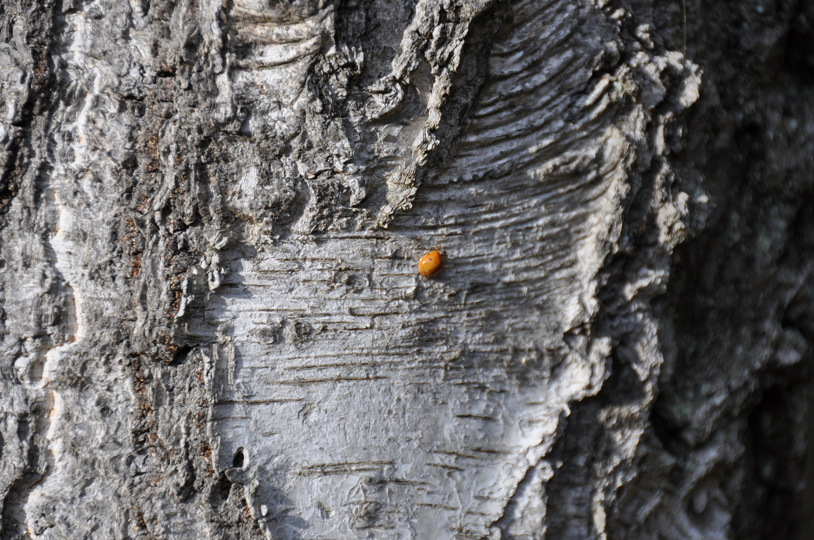 Tiere des Herbstes