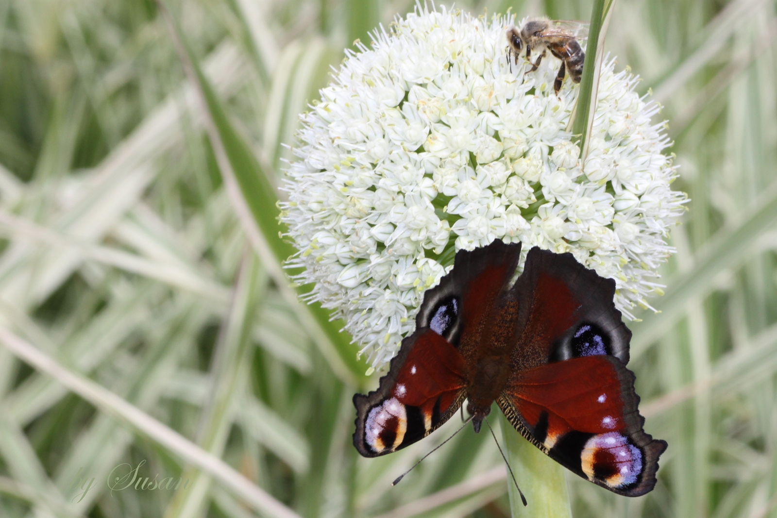 Tiere des Sommers