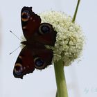 Tiere des Sommers Schmetterling