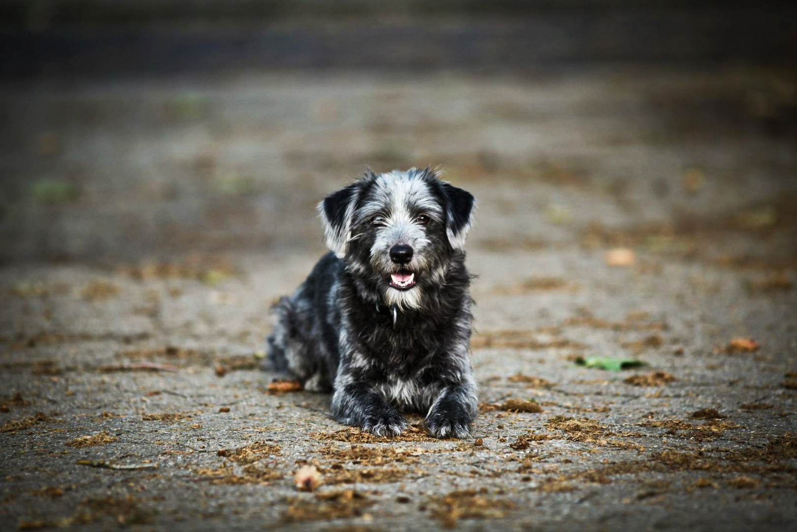 Tiere, die treuesten Lebewesen &#9829;