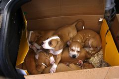 Tiere ein Stück Ware ,auf dem Markt In Pec Ungarn