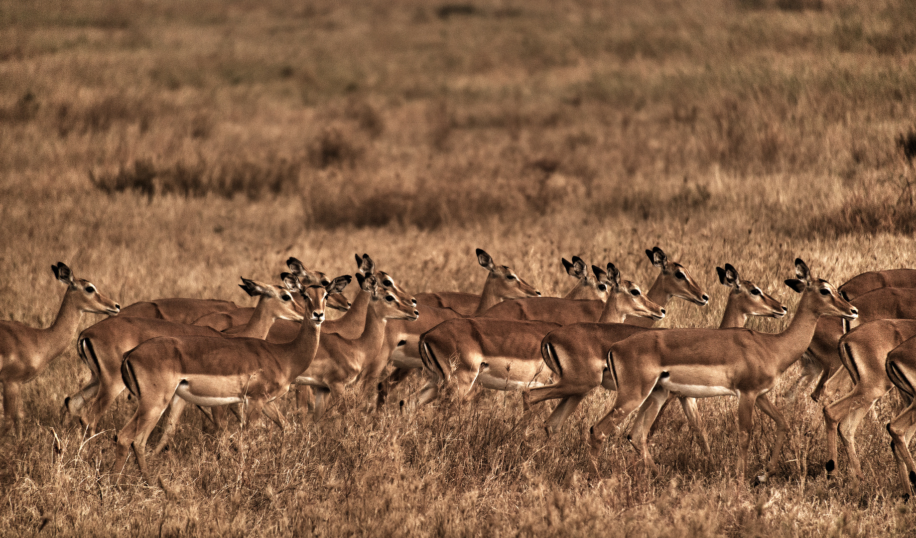 Tiere entlang des Äquators Nr.4