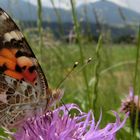 Tiere genießen auch das schöne Wetter