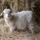 Tiere Haustierpark am Alfsee