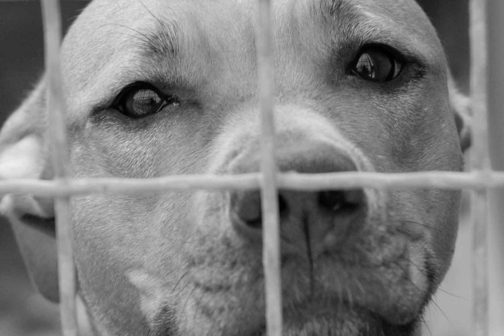 Tiere Hinter Gitter Foto Bild Tiere Natur Bilder Auf