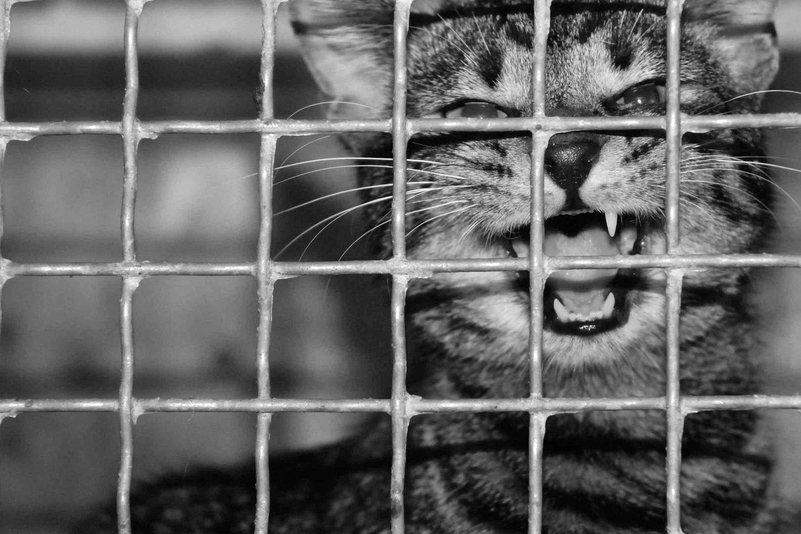 Tiere Hinter Gitter Foto Bild Natur Tiere Youth Bilder Auf