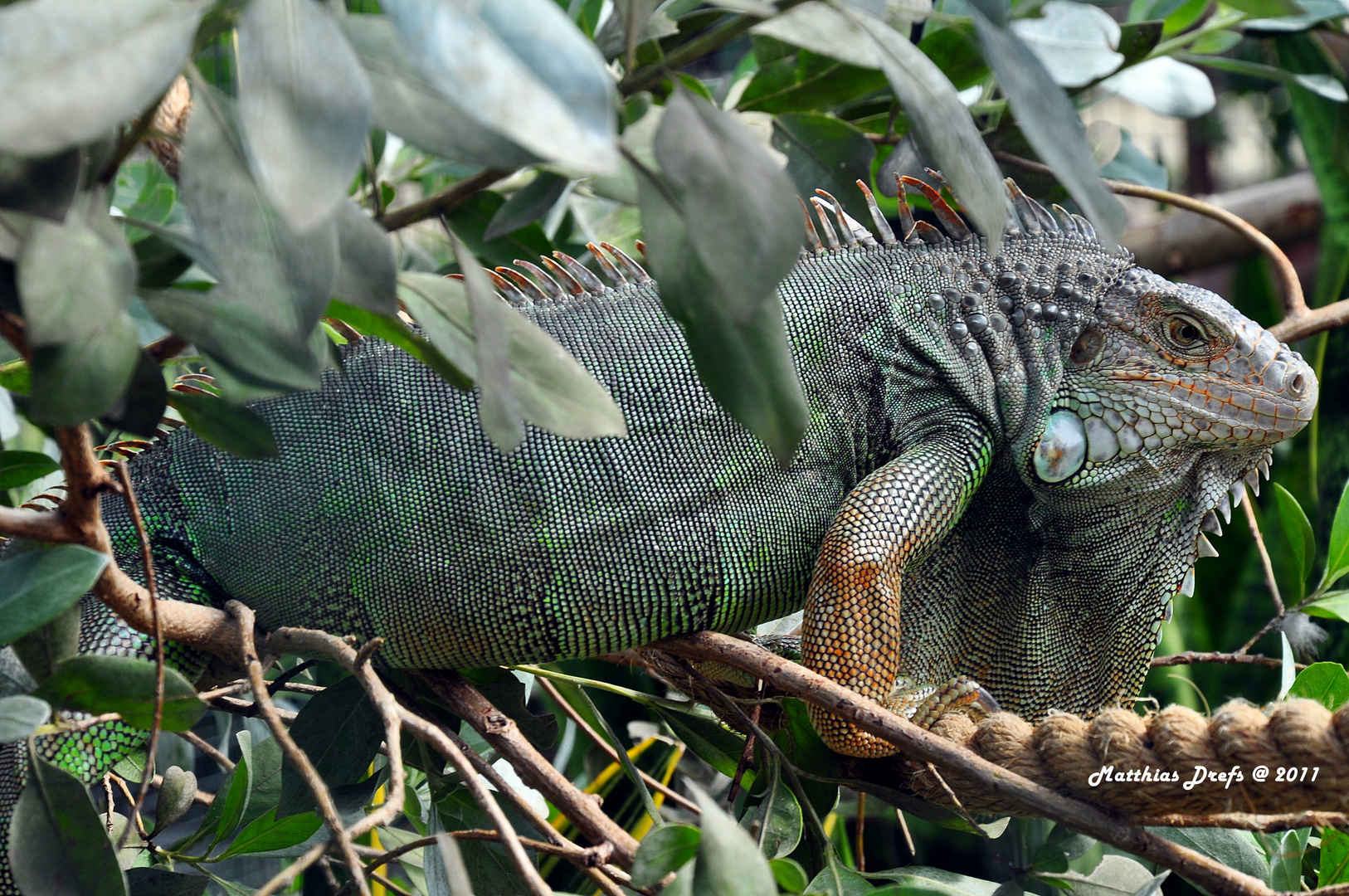 Tiere im Amazonas