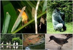 Tiere im Burger's Zoo