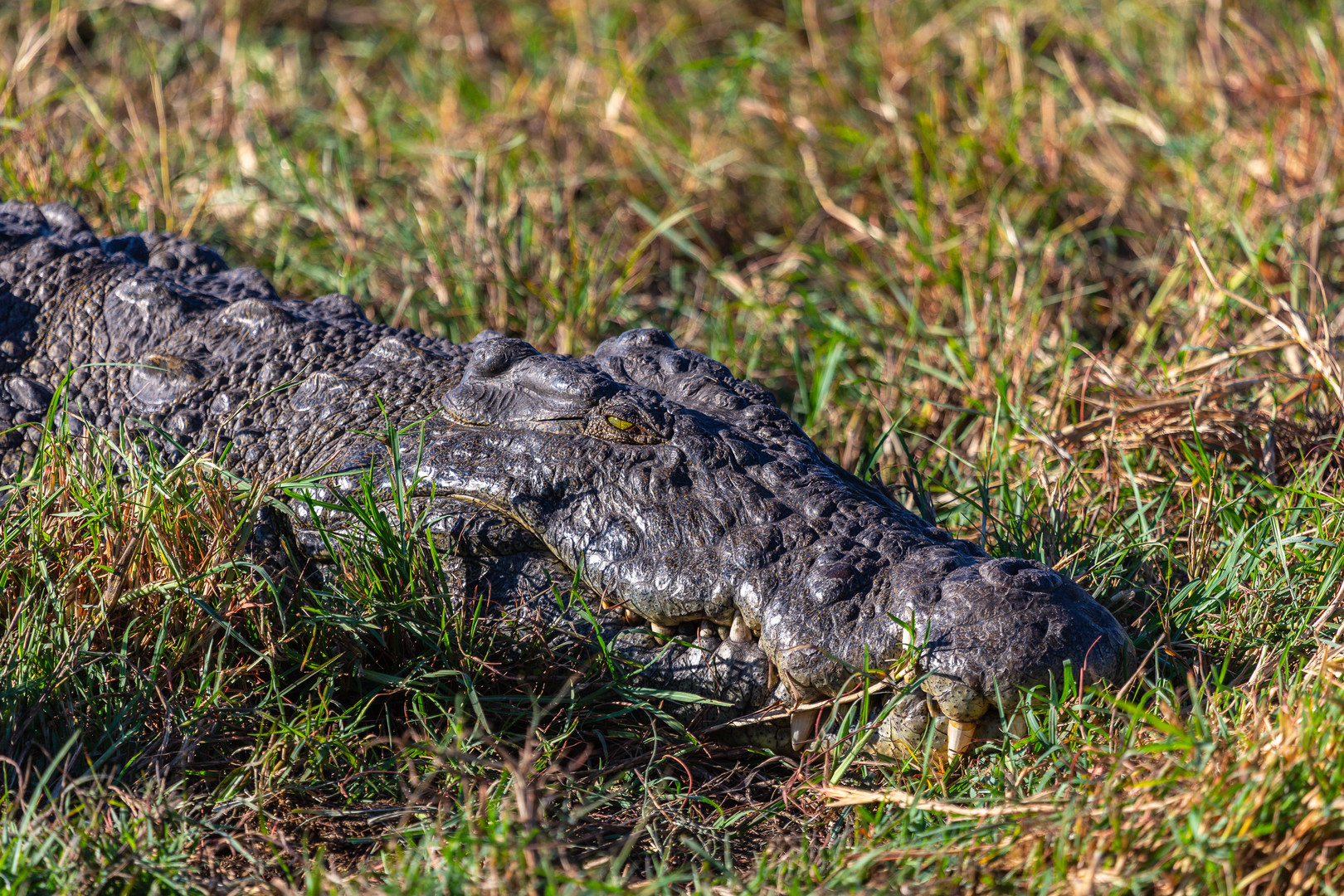 Tiere im Chobe NP I