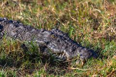 Tiere im Chobe NP I