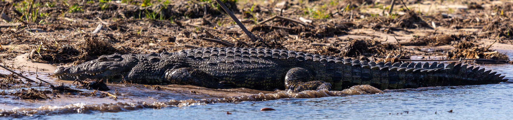 Tiere im Chobe NP II