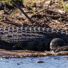 Tiere im Chobe NP II