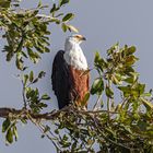 Tiere im Chobe NP - IV