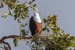 Tiere im Chobe NP - IV