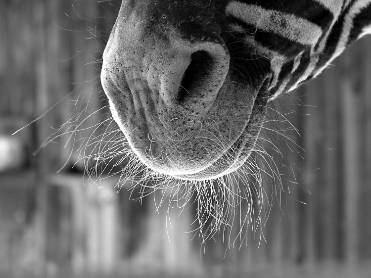 Tiere im Detail: Zebra von Angelo Bischoff