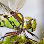 Tiere im eigenen Garten 04