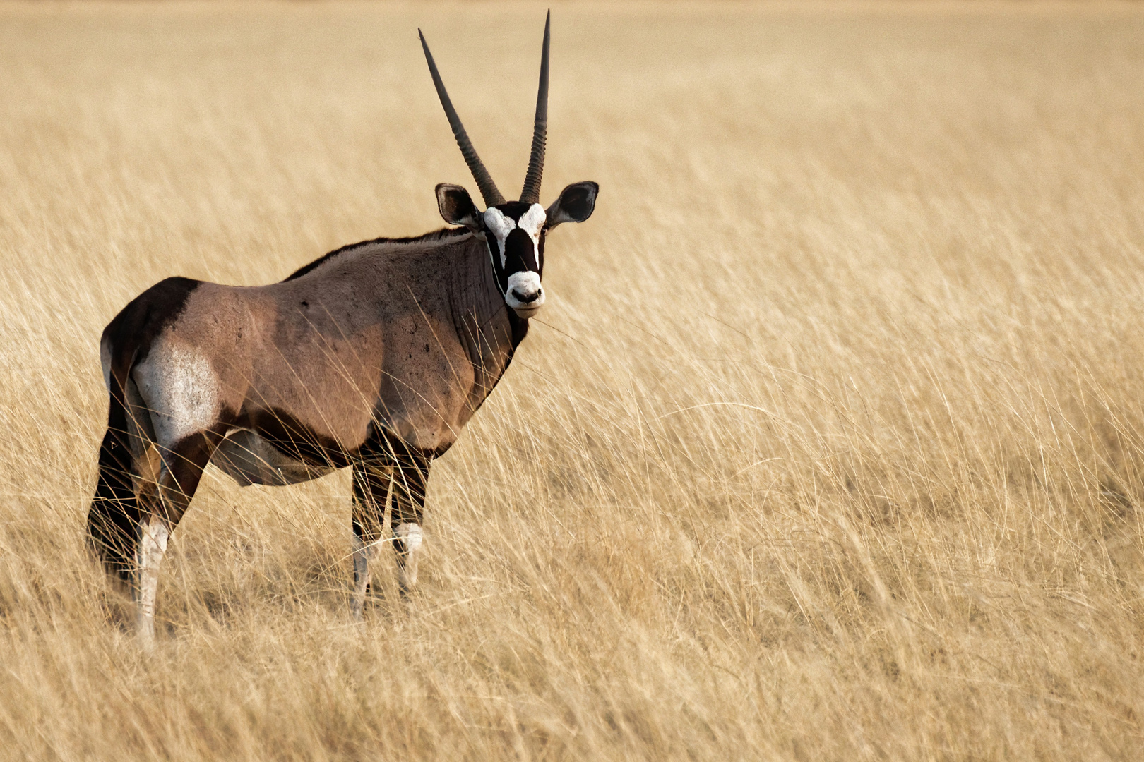 Tiere im Etosha-Park