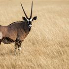 Tiere im Etosha-Park